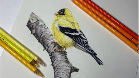 Draw a Goldfinch
