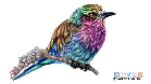Draw a Lilac Breasted Roller